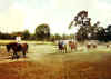 ARENA.JPG (23667 bytes)